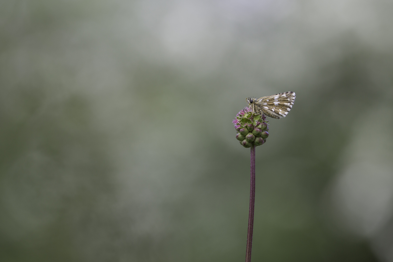 Papillon