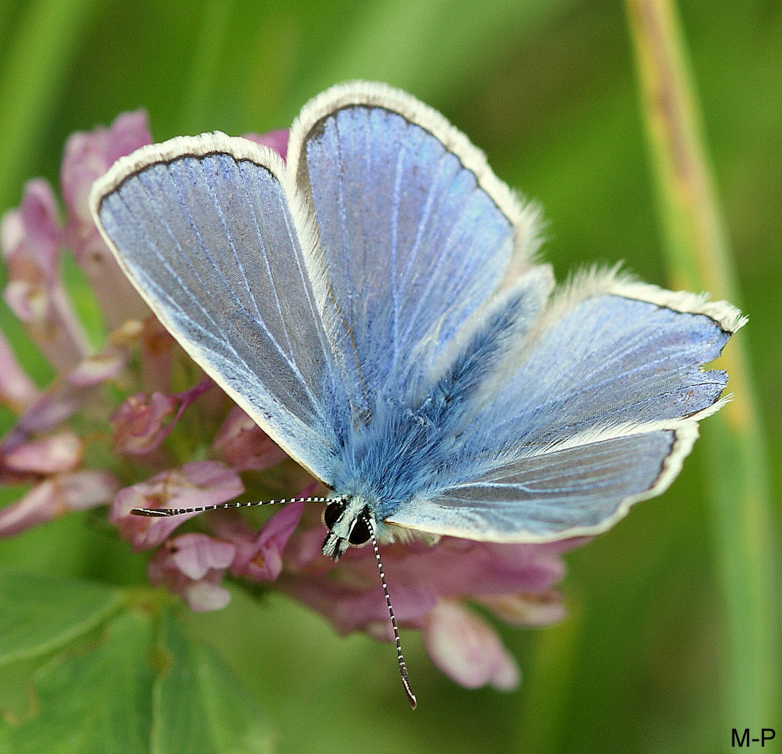 papillon