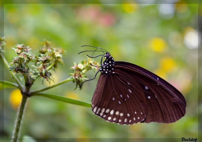 papillon