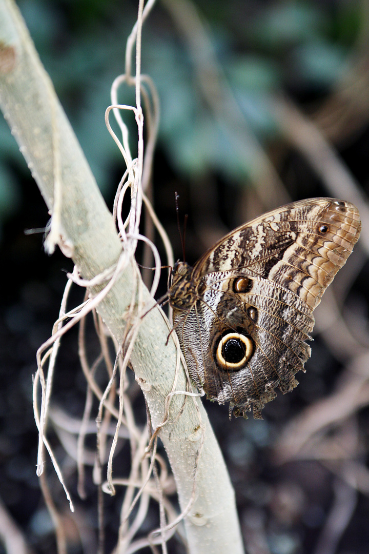 Papillon