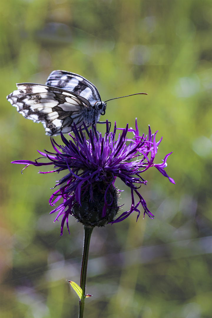 Papillon 