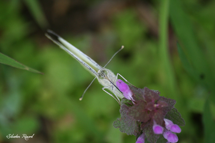 papillon