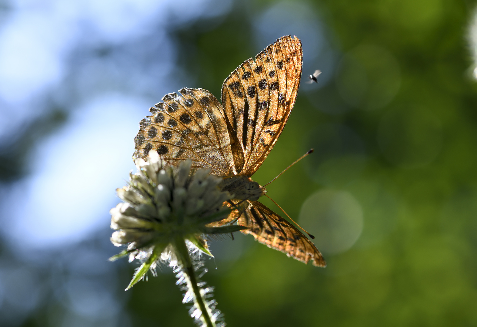 Papillon 3