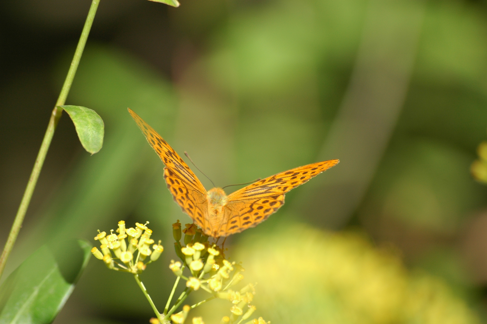 Papillon - 3