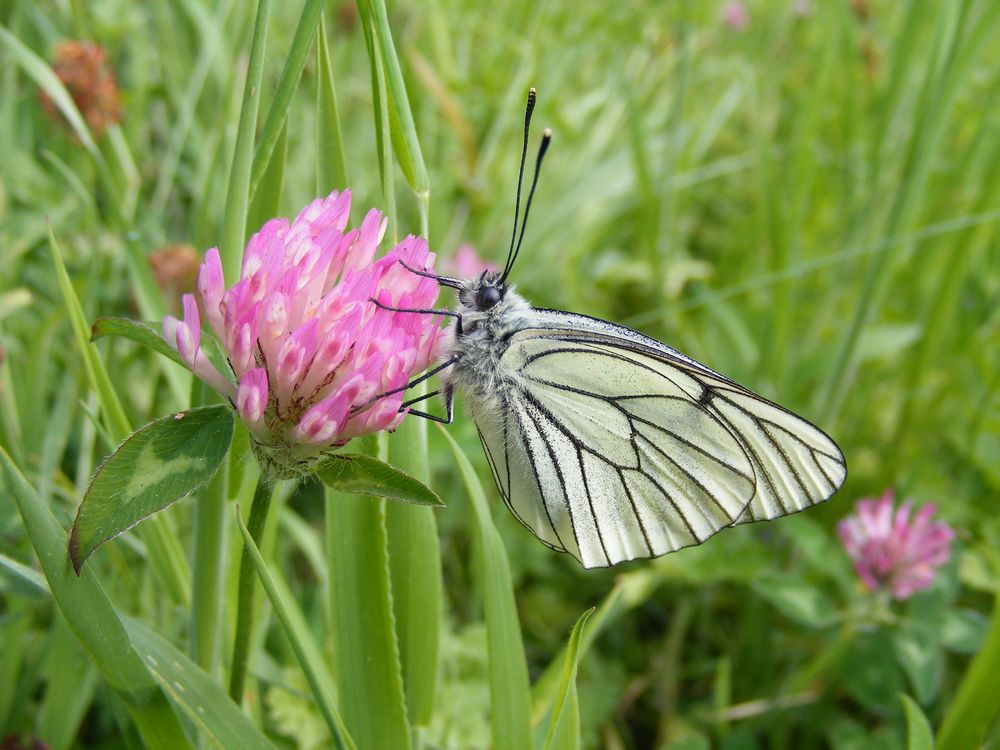 Papillon (3)