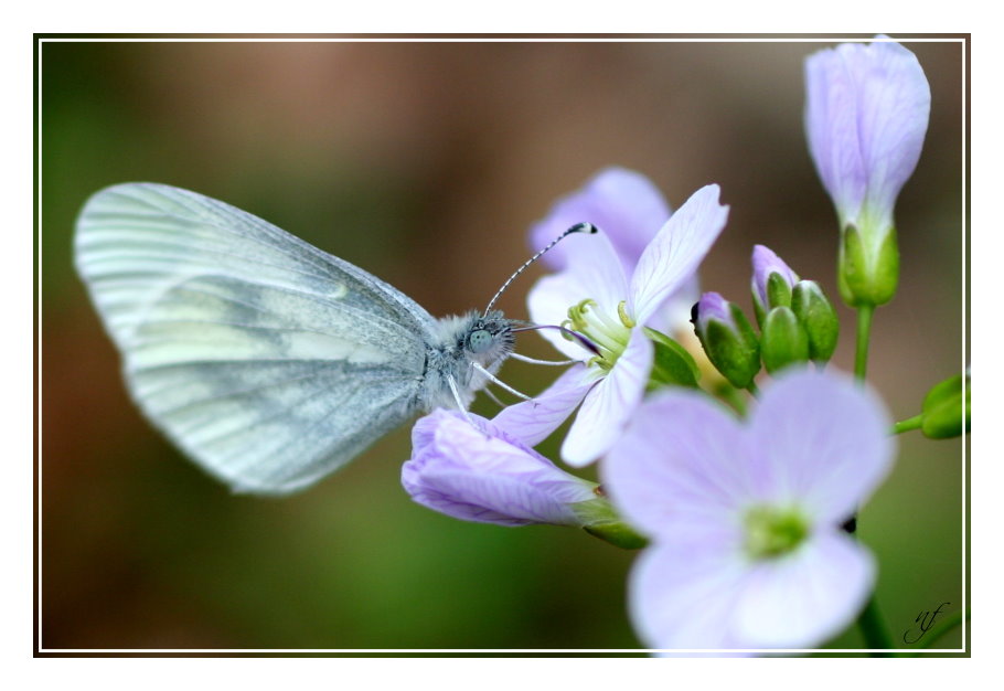 PAPILLON