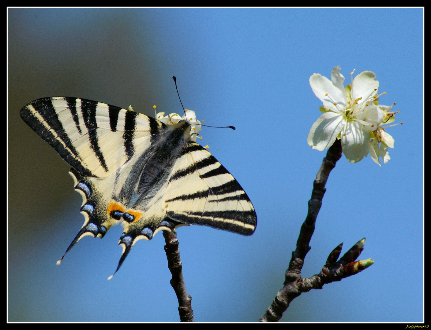 PAPILLON