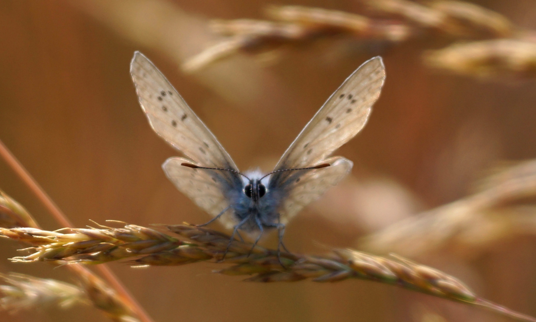 Papillon