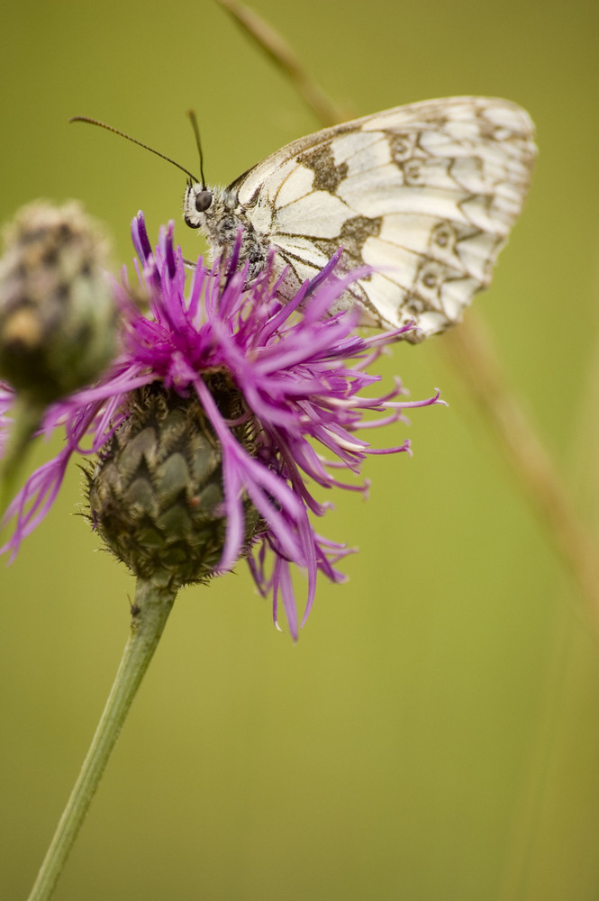 Papillon