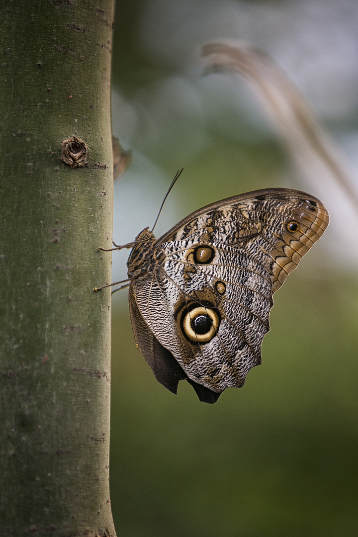 Papillon