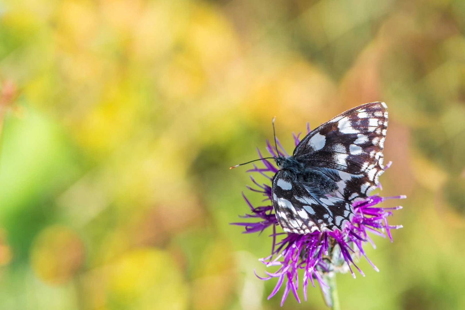 papillon