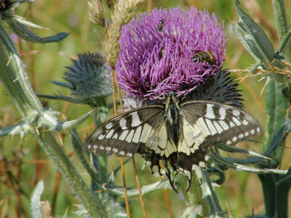 papillon