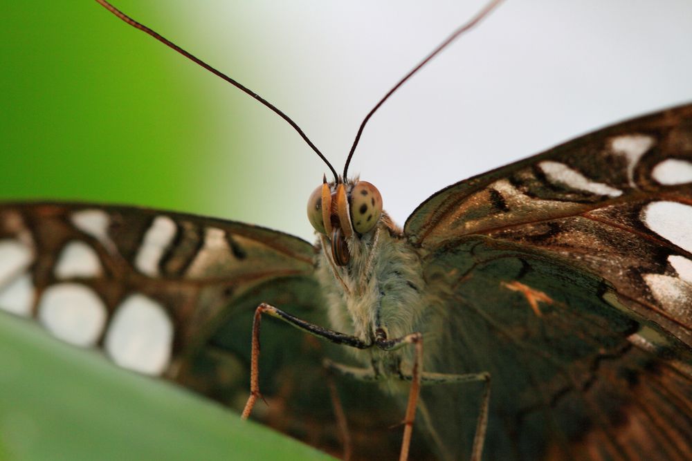 Papillon von verfeinern 