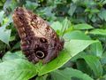 FR: Papillon 4 von lorac 