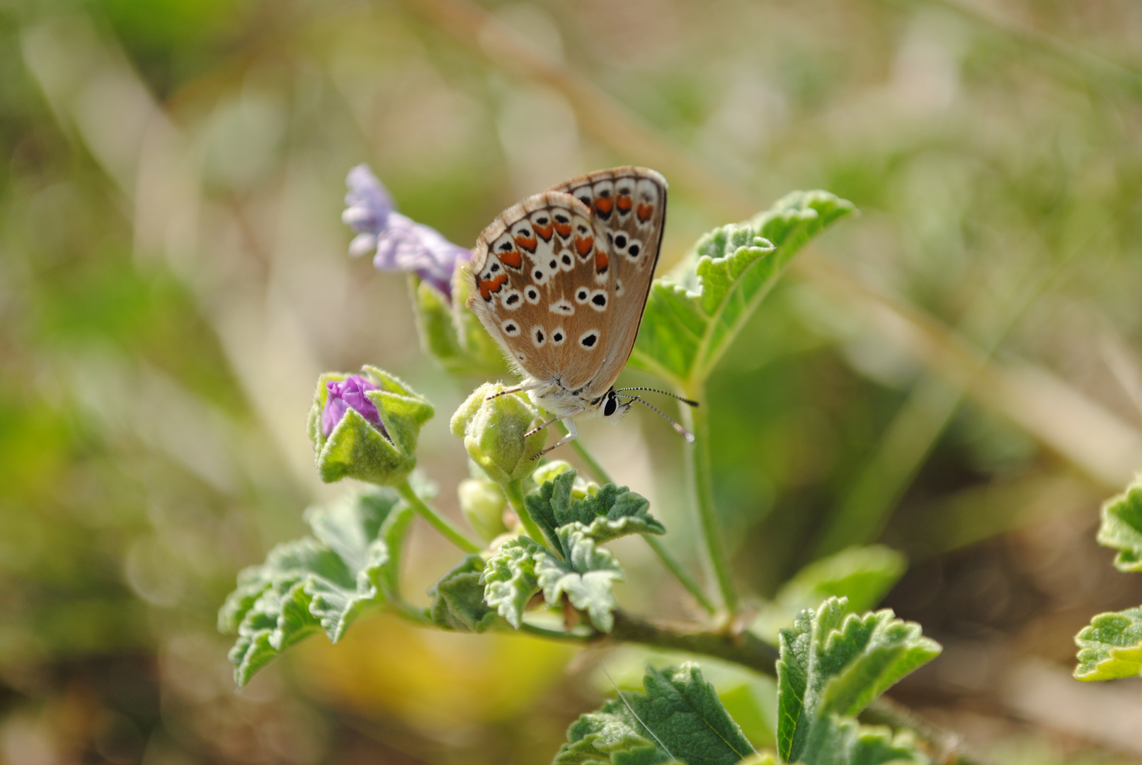 Papillon