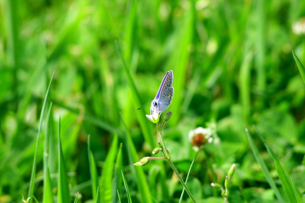 papillon