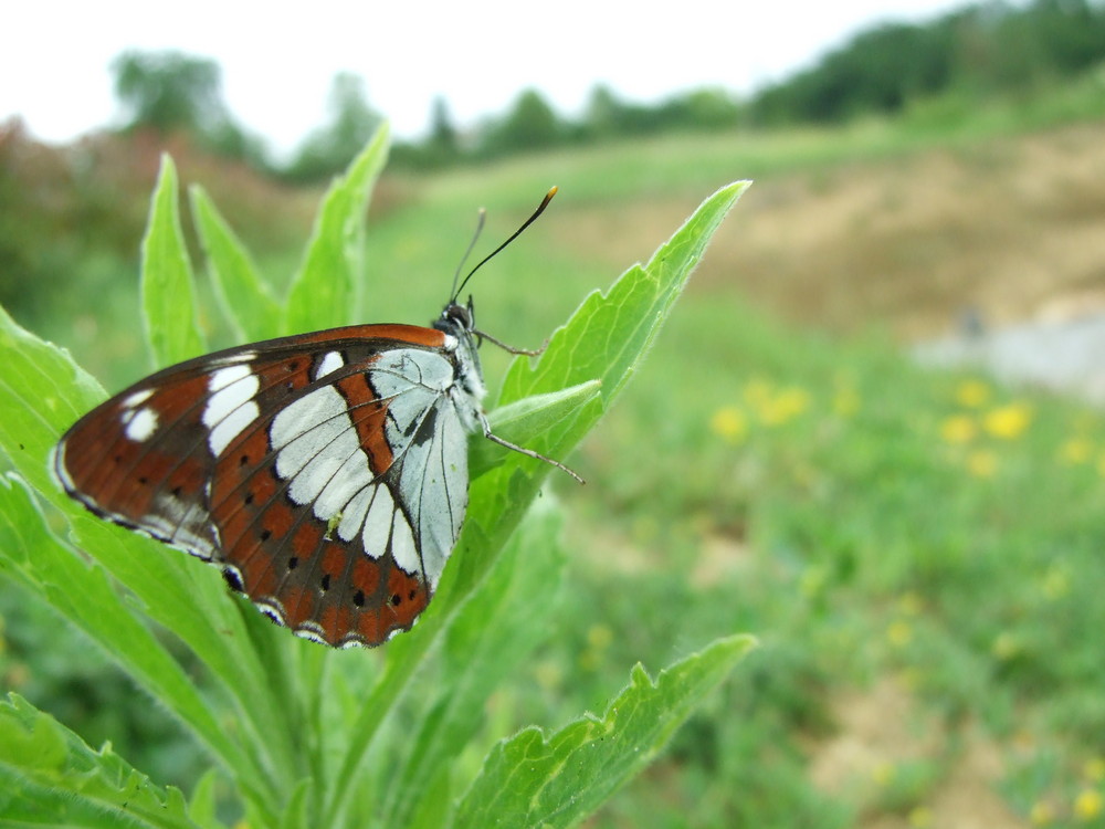 papillon