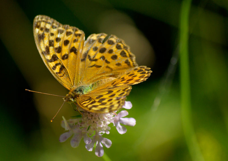 papillon