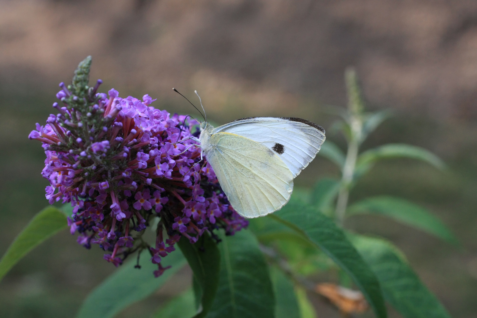 Papillon