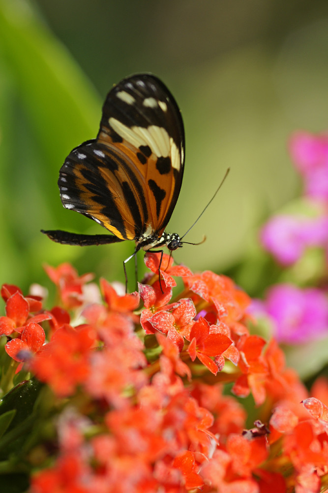 papillon