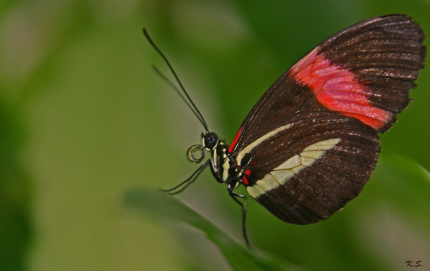 Papillon