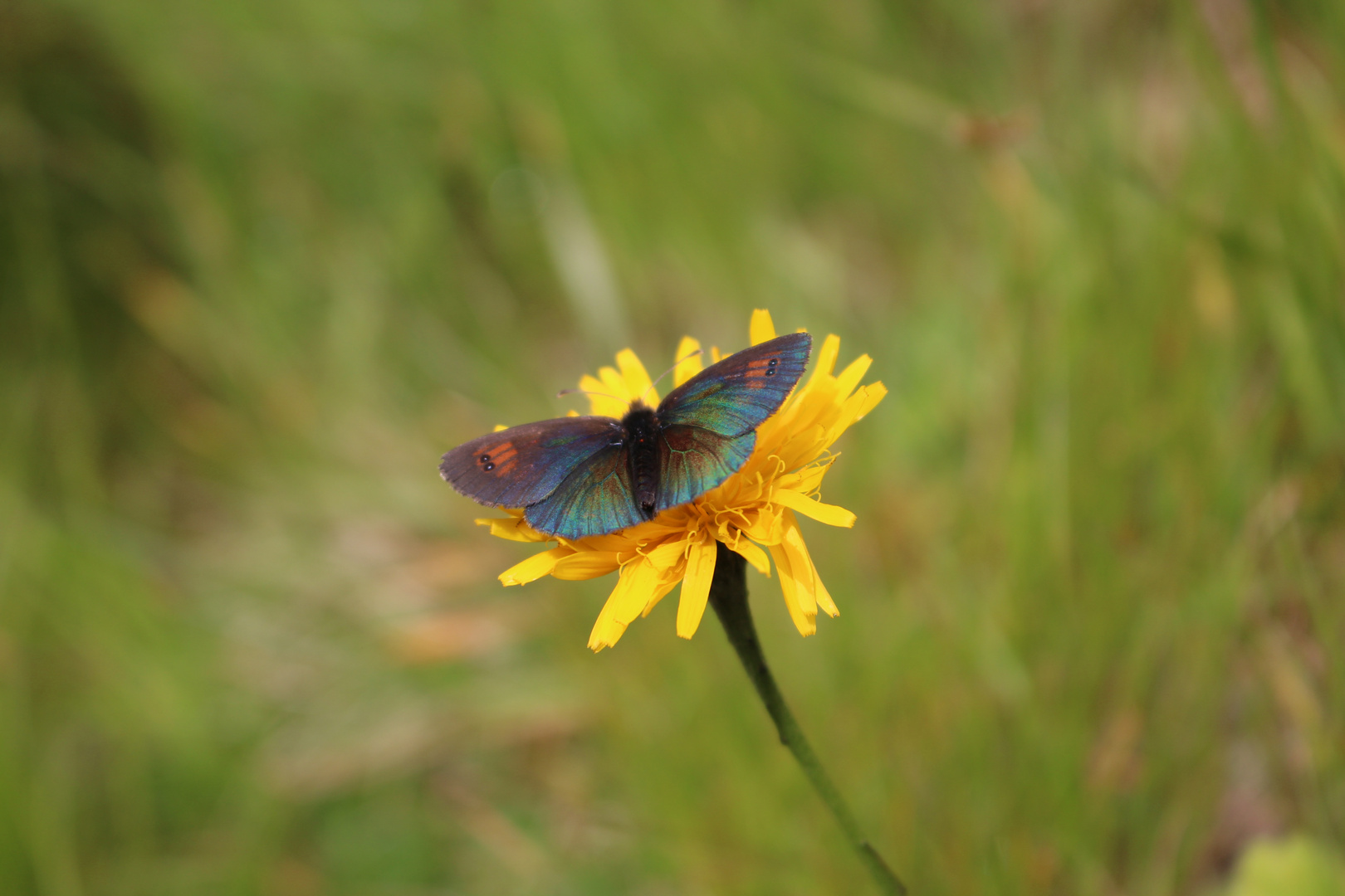 Papillon