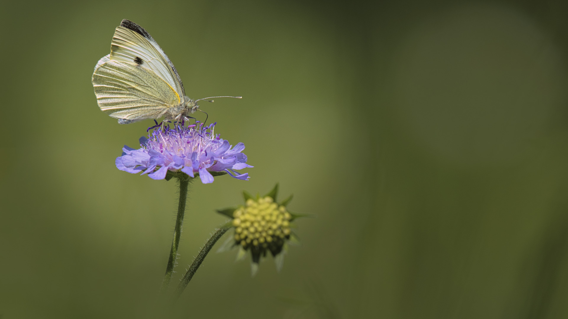 Papillon,