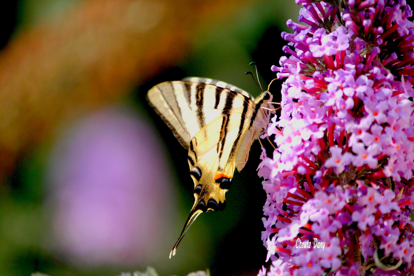 Papillon