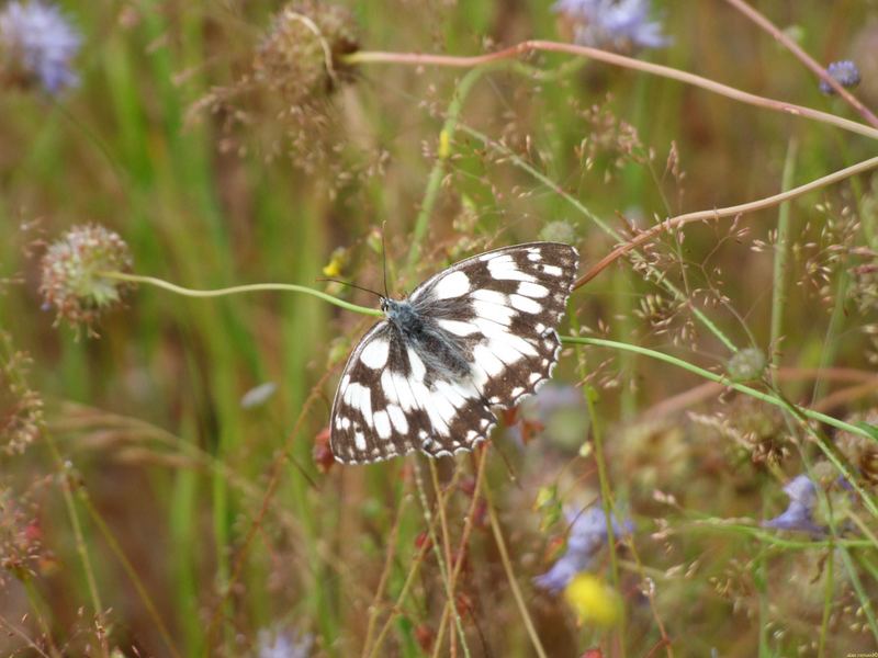 papillon