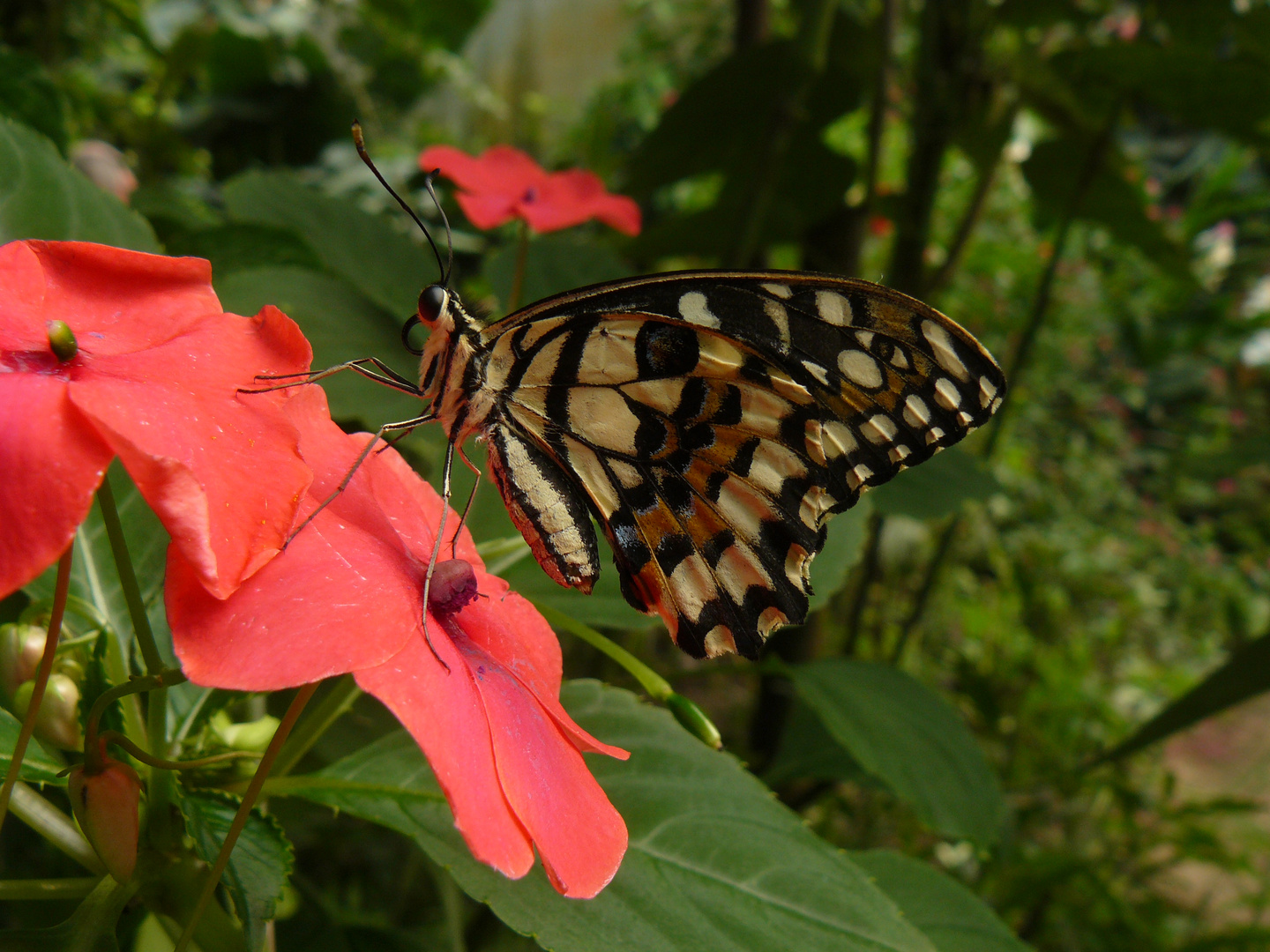 Papillon