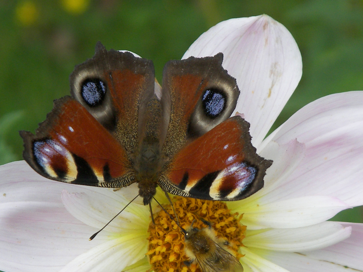 papillon