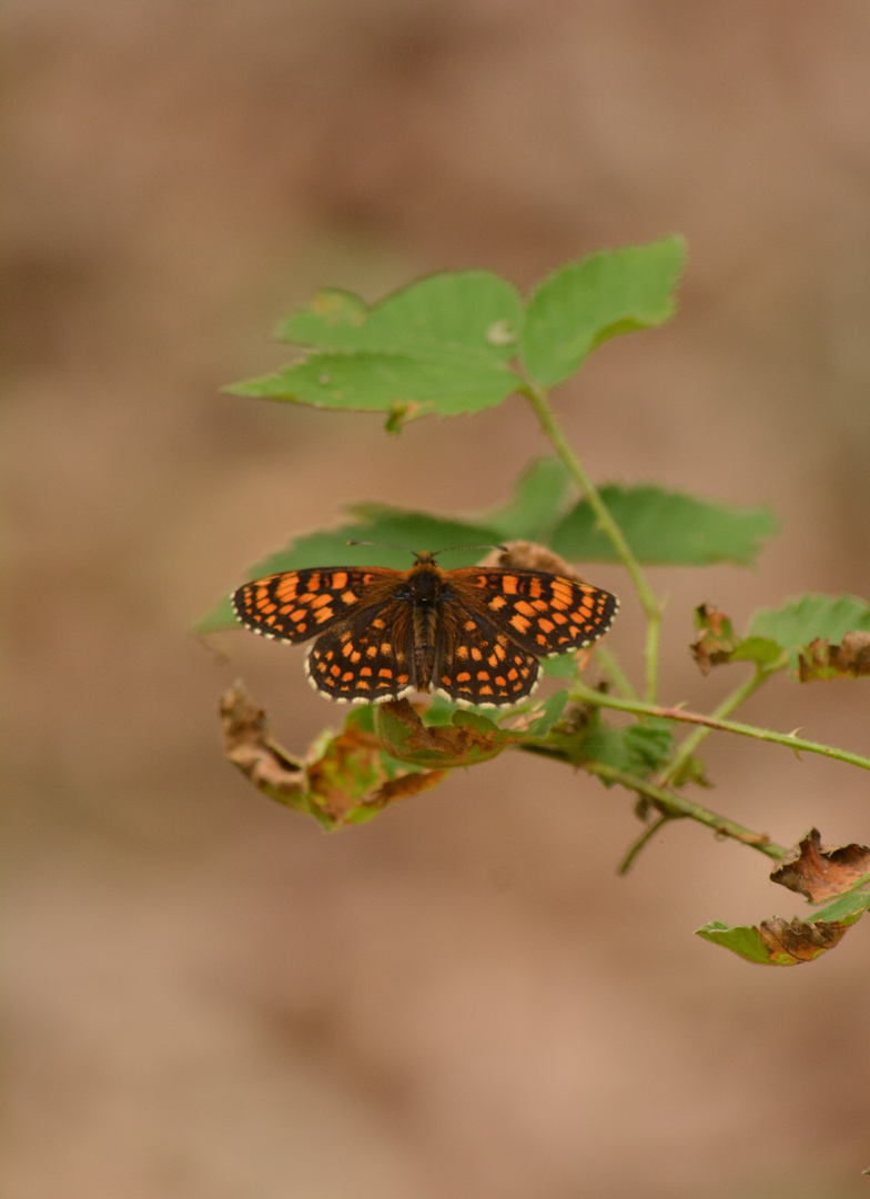 Papillon