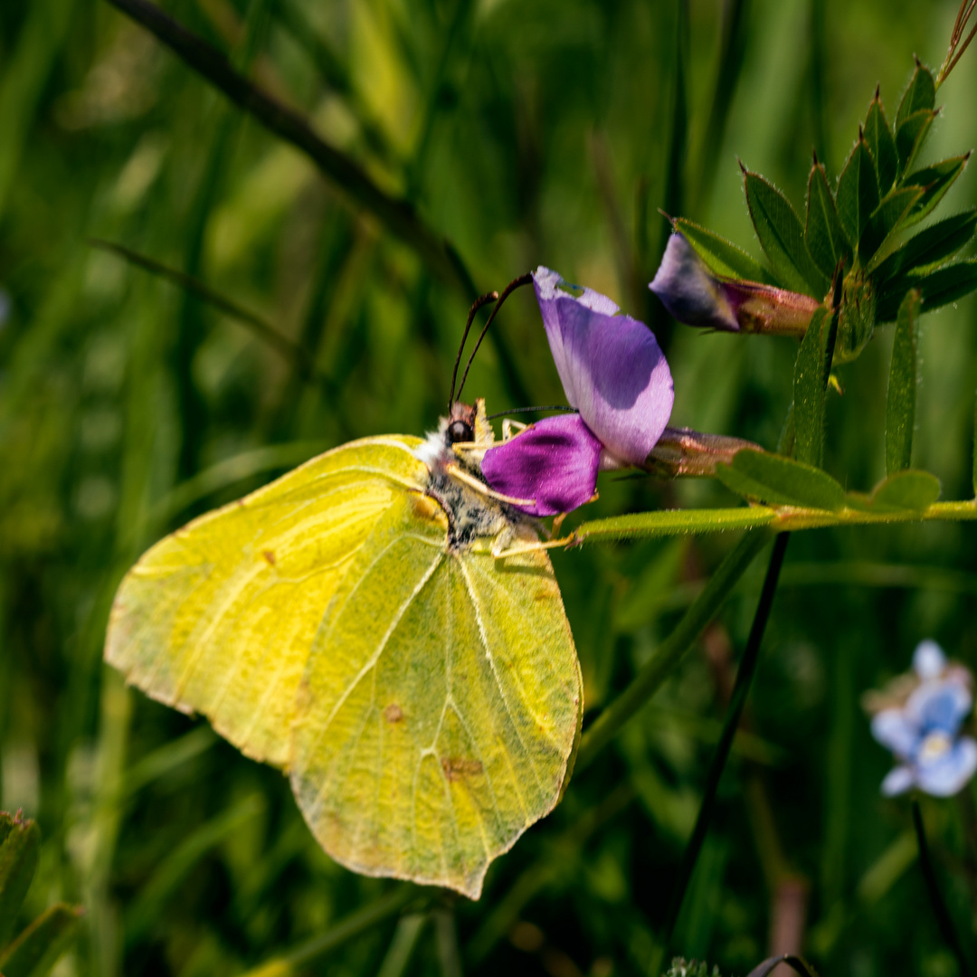 Papillon