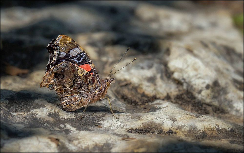 Papillon