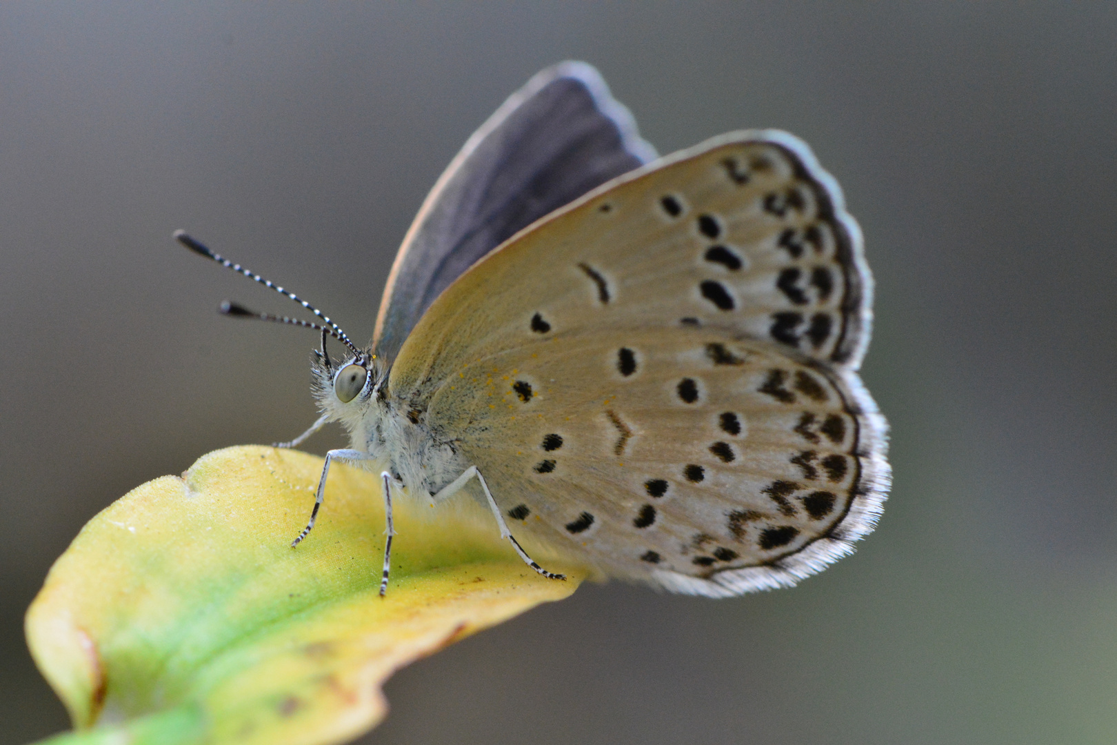 Papillon........ photo et image macro nature, macro insectes, papillons Images