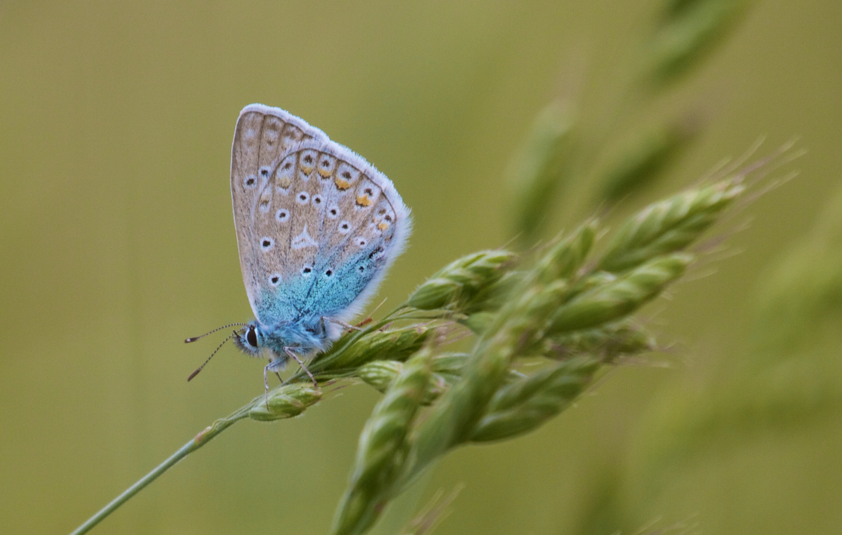 papillon