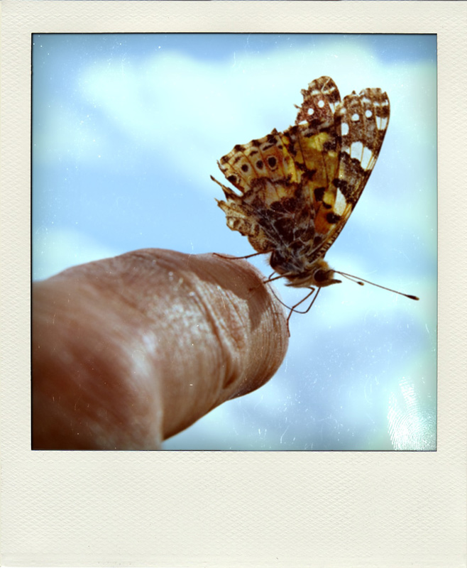 Papillon