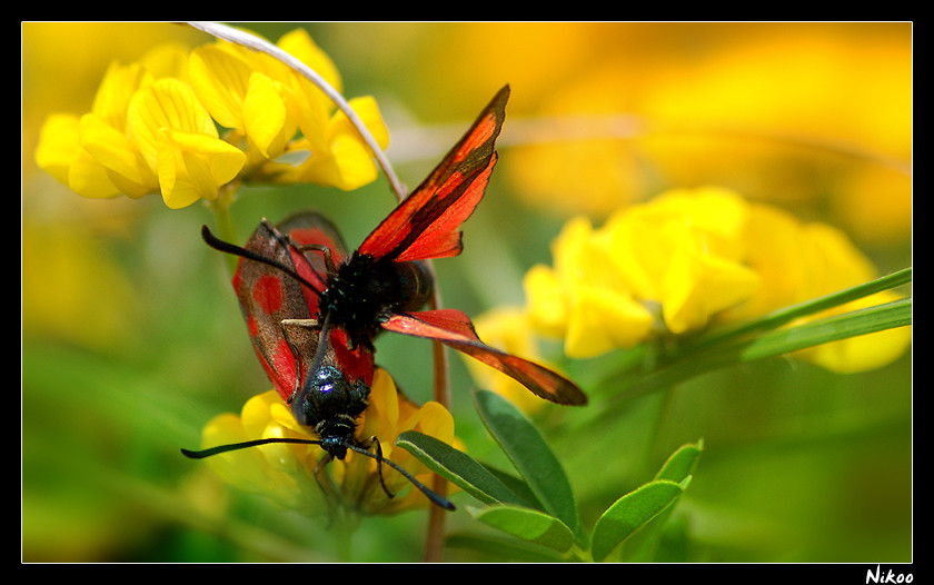 papillon