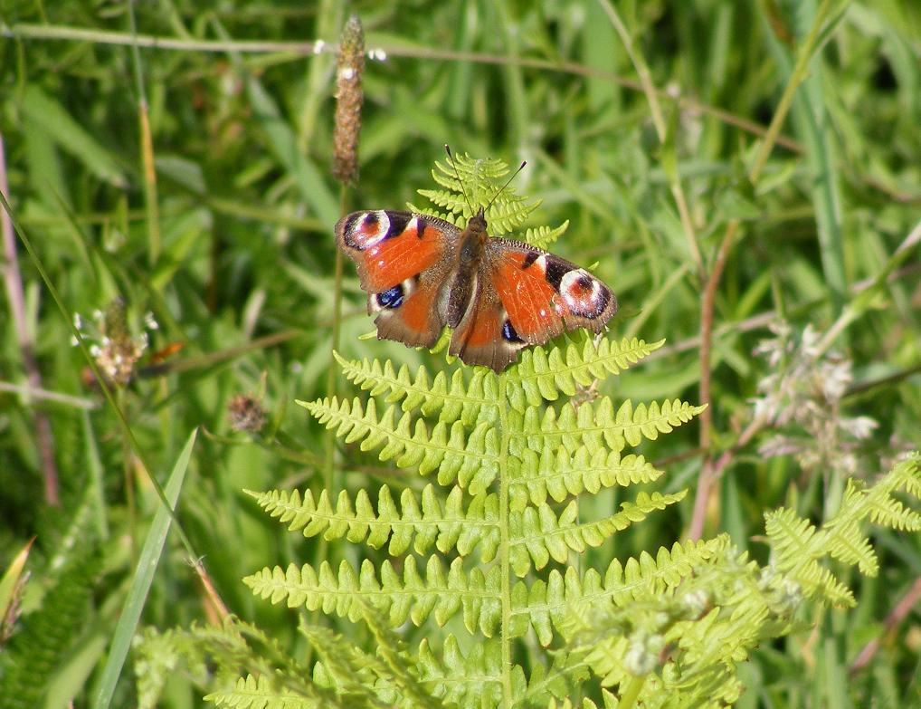 Papillon (7)