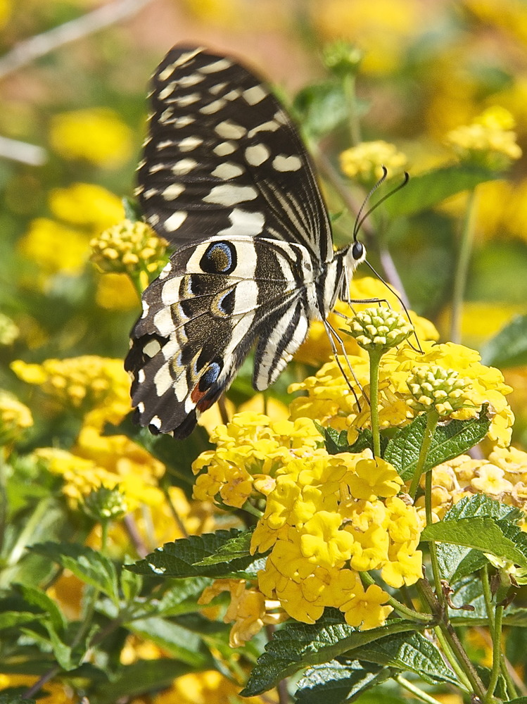 Papillon