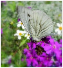 papillon