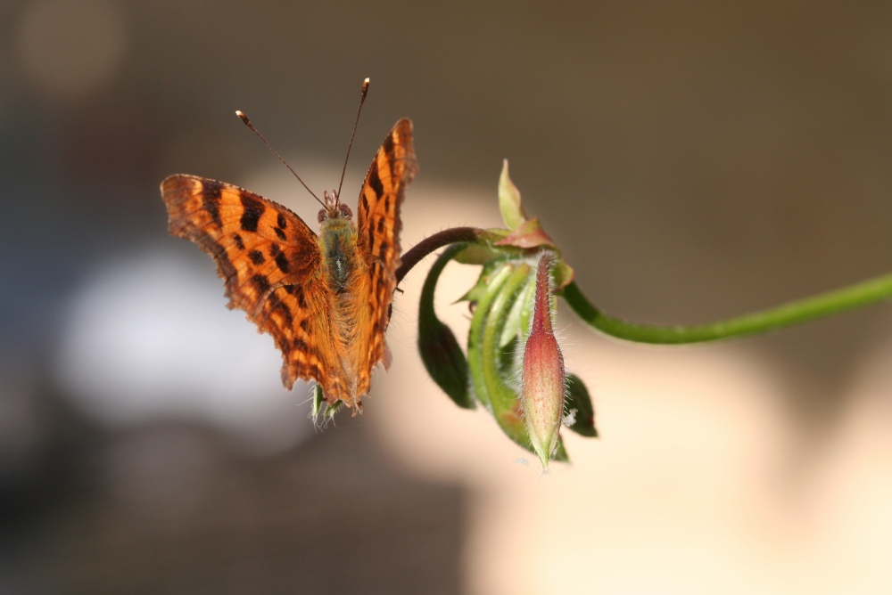 Papillon