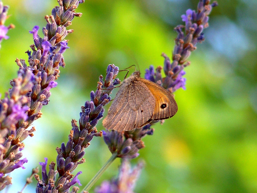 Papillon