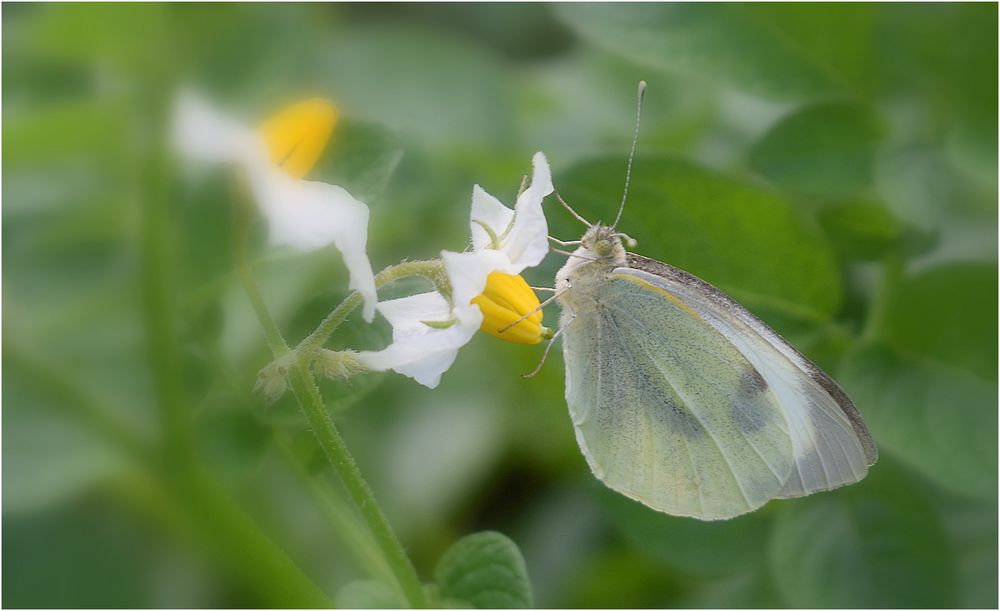 papillon