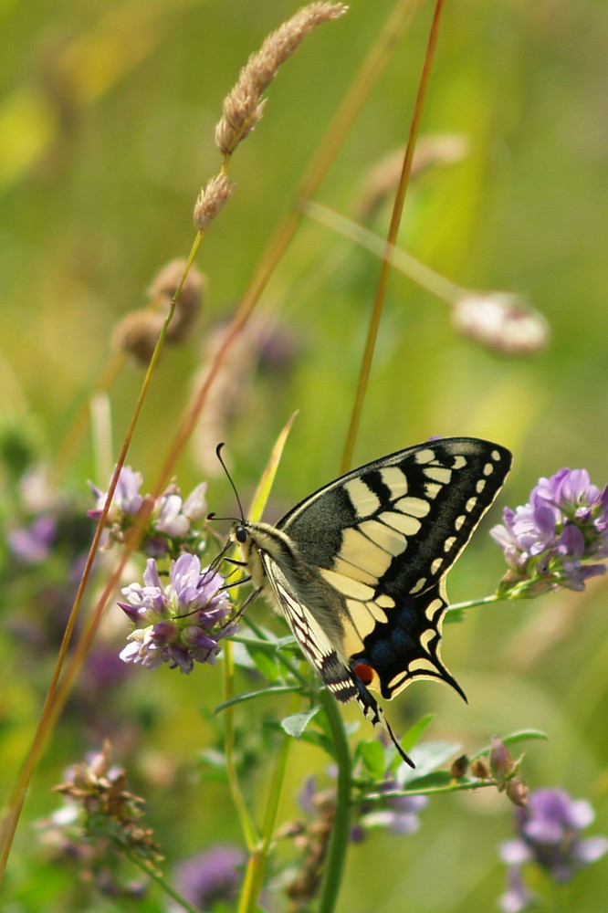 papillon