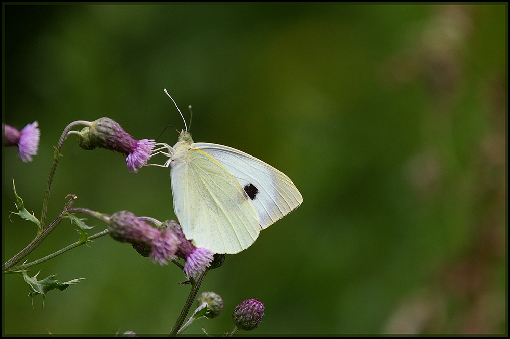 papillon