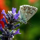 Papillon -