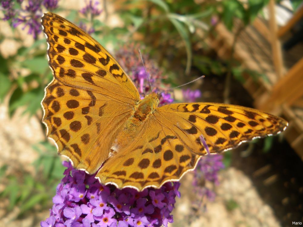 Papillon photo et image nature, fleurs, insectes Images