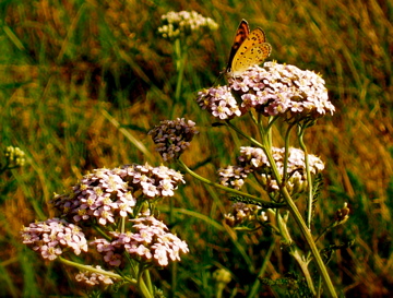 papillon