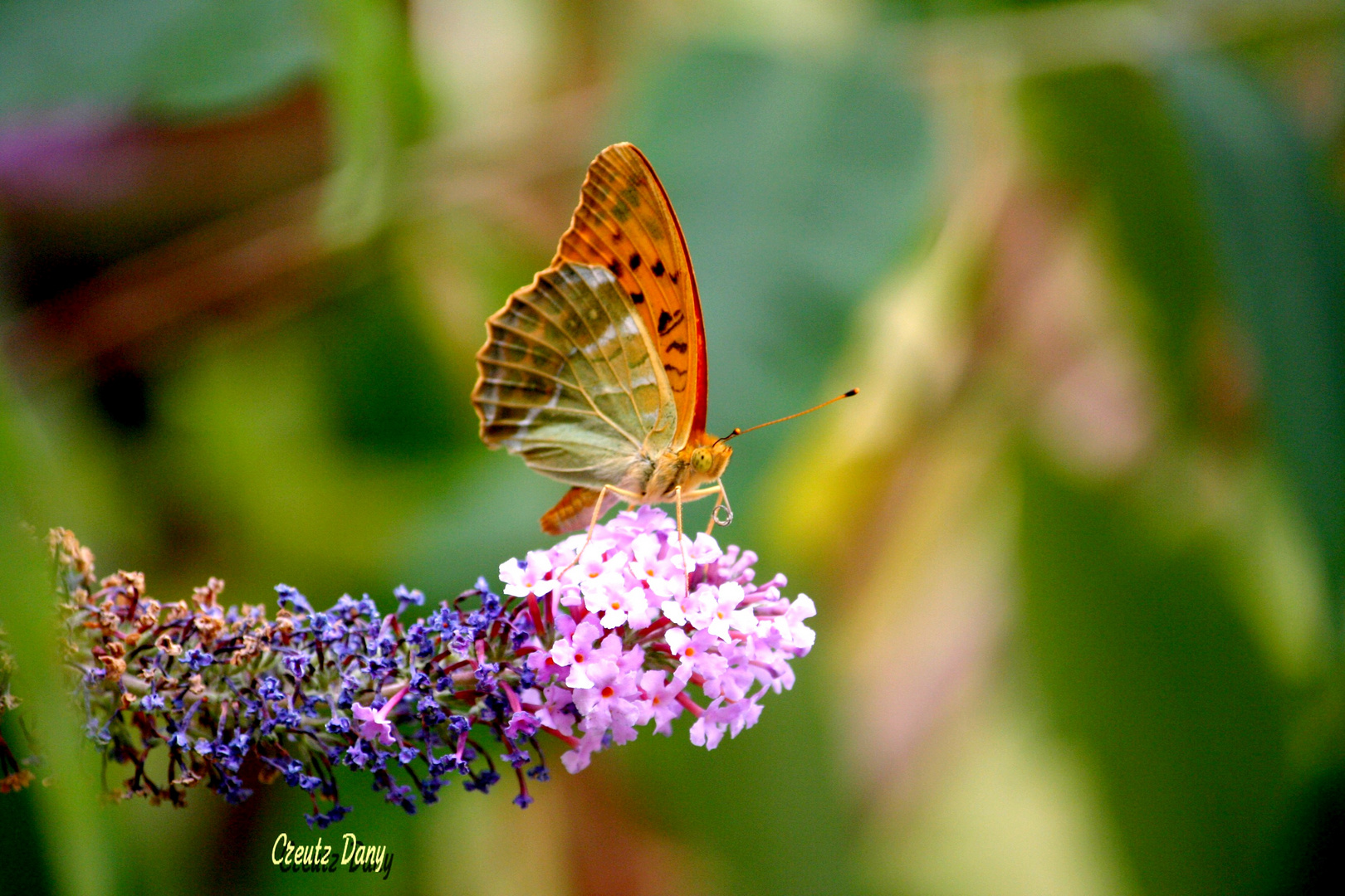 papillon